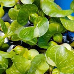 斑入り　ホテイアオイ　1株