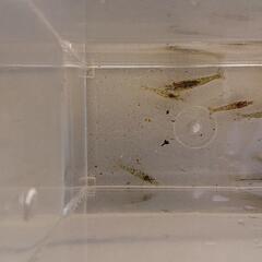 ミナミヌマエビかな？の画像