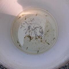 ミナミヌマエビかな？の画像