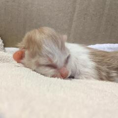 赤ちゃん猫