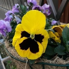 花や植物の話し - 江戸川区