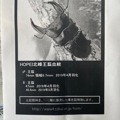 ホペイ王翦血統　オオクワガタペア