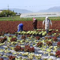 緊急募集‼️明日4月29日金曜日朝6時～サニーレタスの収穫作業❗