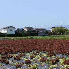 緊急募集‼️明日4月29日金曜日朝6時～サニーレタスの収穫作業❗の画像