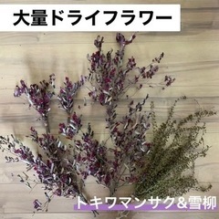 大量　ドライフラワー　ベニバナトキワマンサク　ユキヤナギ