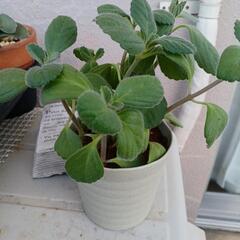 ボルトジンユ🌿沖縄ハーブ🌿