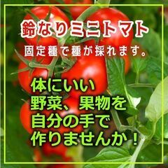 野菜の苗（種の取れる固定品種）をお譲りします。200円～500円...