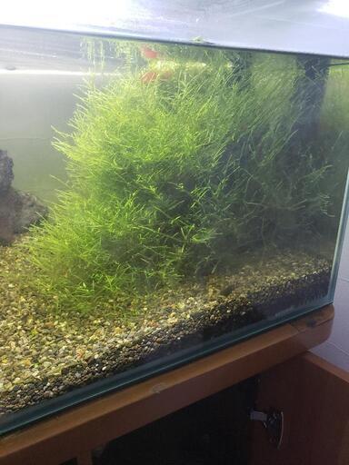 ウィローモス付き流木