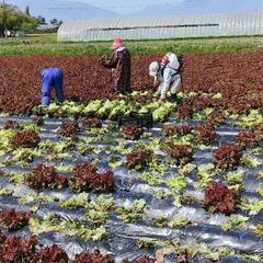 ホントに急ですみません😢⤵️⤵️明日4月29日朝6時～サニーレタ...