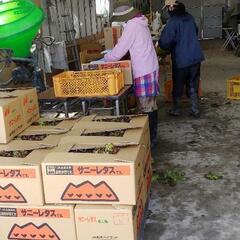 ホントに急ですみません😢⤵️⤵️明日4月29日朝6時～サニーレタスの収穫作業の画像