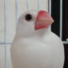 白文鳥(女の子１才1か月)里親募集します⭐