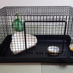 小動物ゲージ