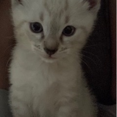 里親募集中です