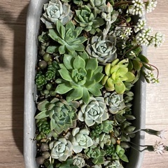 多肉植物の寄せ植え 横25cm×縦12cmプランターです。