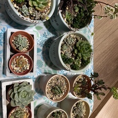 多肉植物