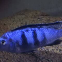 アフリカンシクリッド チンドンゴ（Pseudotropheus）...