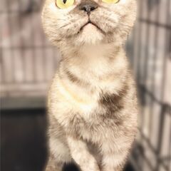 スコティッシュフォールド　人懐っこく！可愛い　成ネコちゃん●●ア...