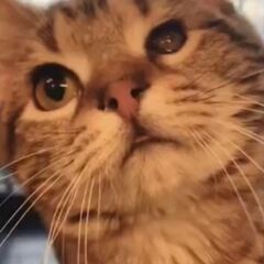 片目にハンディのある猫ちゃん　アメリカンショートヘア●●アゴはネ...