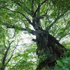 青空ヨガの画像