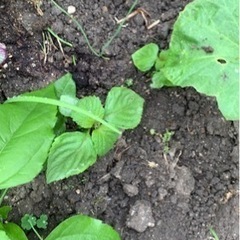 旬の野菜セット