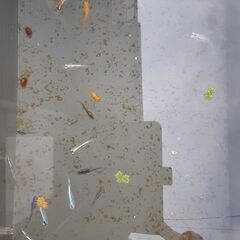 小学生以下限定 ゴールデンウィーク特集　 メダカすくい　と 　グ...