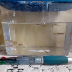 小学生以下限定 ゴールデンウィーク特集　 メダカすくい　と 　グッピーの幼魚の画像