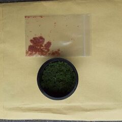小学生以下限定 ゴールデンウィーク特集　 メダカすくい　と 　グッピーの幼魚の画像