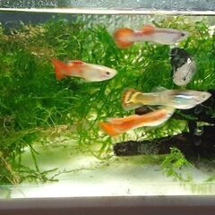 小学生以下限定 ゴールデンウィーク特集　 メダカすくい　と 　グッピーの幼魚の画像