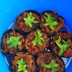 ムシトリスミレ  プリムリフロラ 食虫植物 ビオトープにも