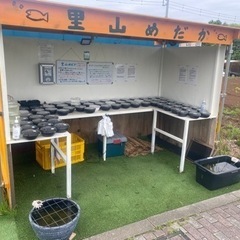 里山公園前　里山めだか無人販売所　4/29出品