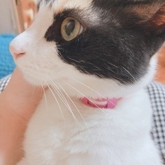 迷子猫/2歳三毛猫女の子