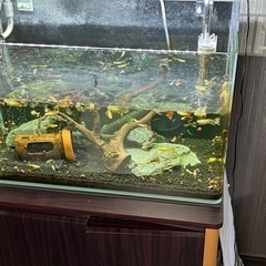 お話し中　水槽２セット