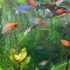 水生生物　熱帯魚　淡水魚　の画像