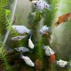 水生生物　熱帯魚　淡水魚　の画像
