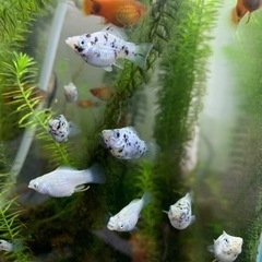 水生生物　熱帯魚　淡水魚　の画像