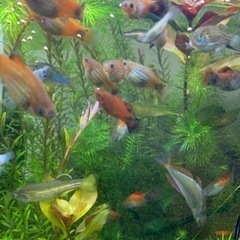 水生生物　熱帯魚　淡水魚　の画像