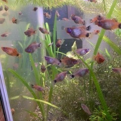 水生生物　熱帯魚　淡水魚　