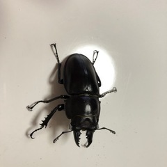 石垣島産ヤエヤママルバネクワガタ成虫ペアお譲りします