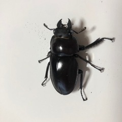 石垣島産ヤエヤママルバネクワガタ成虫ペアお譲りしますの画像