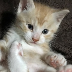 可愛い子猫ちゃん♪里親様のお願いです♪♫•*¨*•.¸¸♪