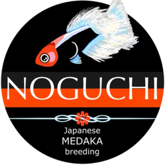 GW‼️今年もやります‼️メダカ色々‼️😁の画像