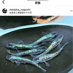 GW‼️今年もやります‼️メダカ色々‼️😁 - 鳥栖市