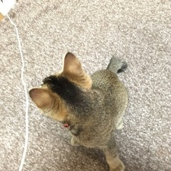 「一旦受付中止致します」甘えた猫ちゃん❤️ - 里親募集
