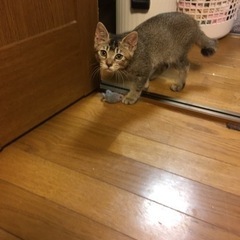 「一旦受付中止致します」甘えた猫ちゃん❤️ − 大阪府