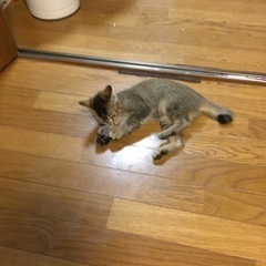 「一旦受付中止致します」甘えた猫ちゃん❤️ - 猫