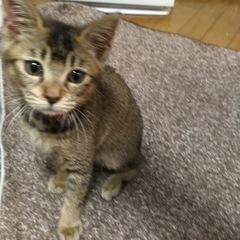 「一旦受付中止致します」甘えた猫ちゃん❤️ - 大阪市
