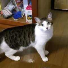 一旦停止中　キジ白のぽっちゃり　つゆちゃん　1歳半位 - 猫