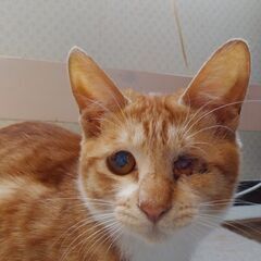 目に障害あり　茶白の子猫のような片目のルゥ　１歳半の画像