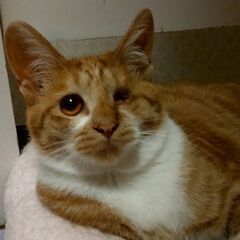 目に障害あり　茶白の子猫のような片目のルゥ　１歳半 - 猫