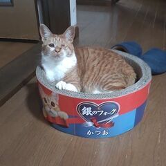 目に障害あり　茶白の子猫のような片目のルゥ　１歳半 − 神奈川県